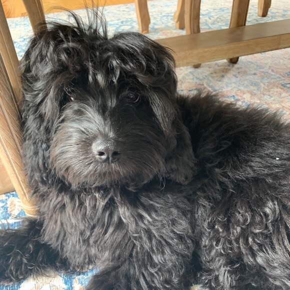 Meet your Posher, Saylor - Picture 1 of 1